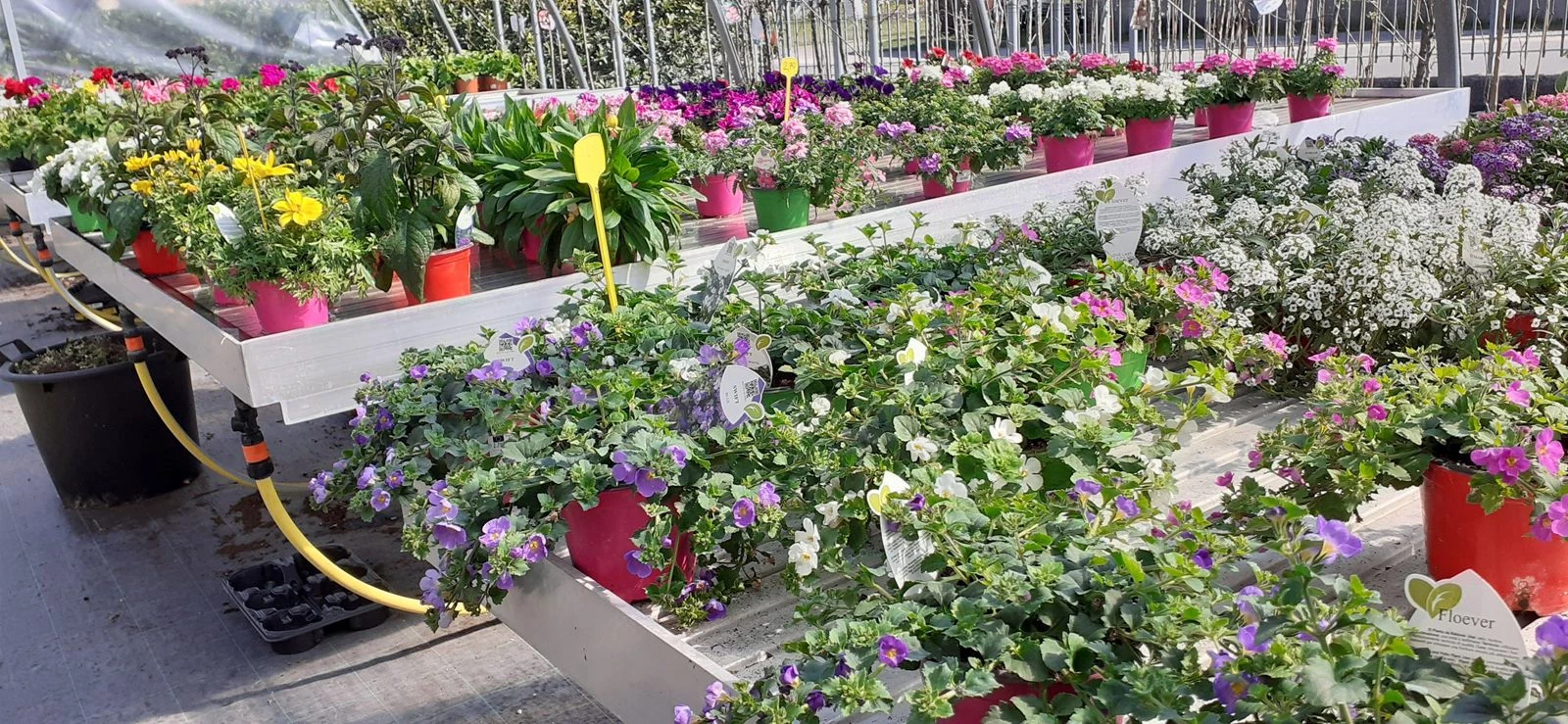 NUOVAGRICOLA - VIVAIO VENDITA PIANTE DA ORTO E DA GIARDINO