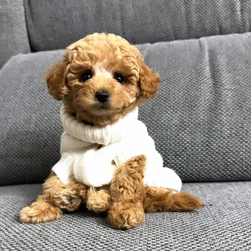 COCO - VENDITA  ALIMENTI PER ANIMALI DOMESTICI
