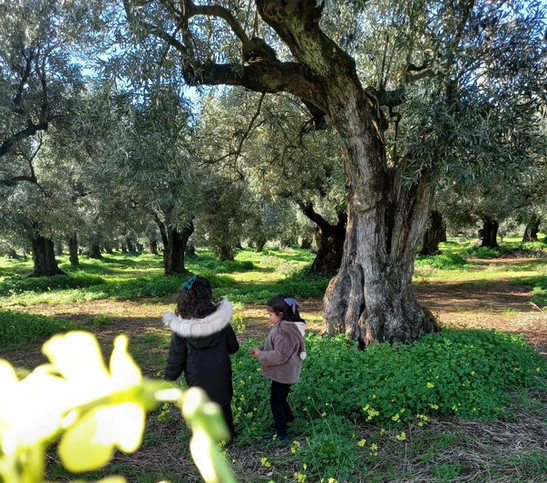 Tenuta Le Rose Oleificio Artigianale Produzione Olio Extravergine Di Oliva