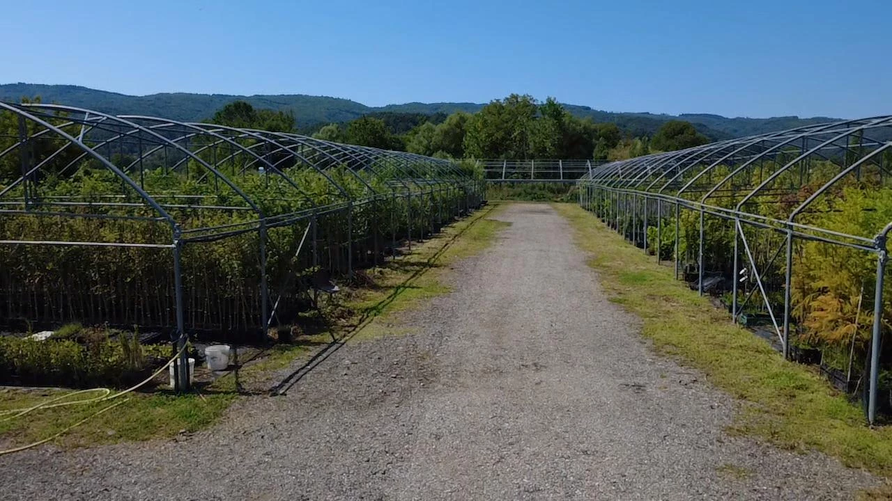 Sila Plants Azienda Florovivaistica Produzione e Vendita Di Piante Forestali e Ornamentali