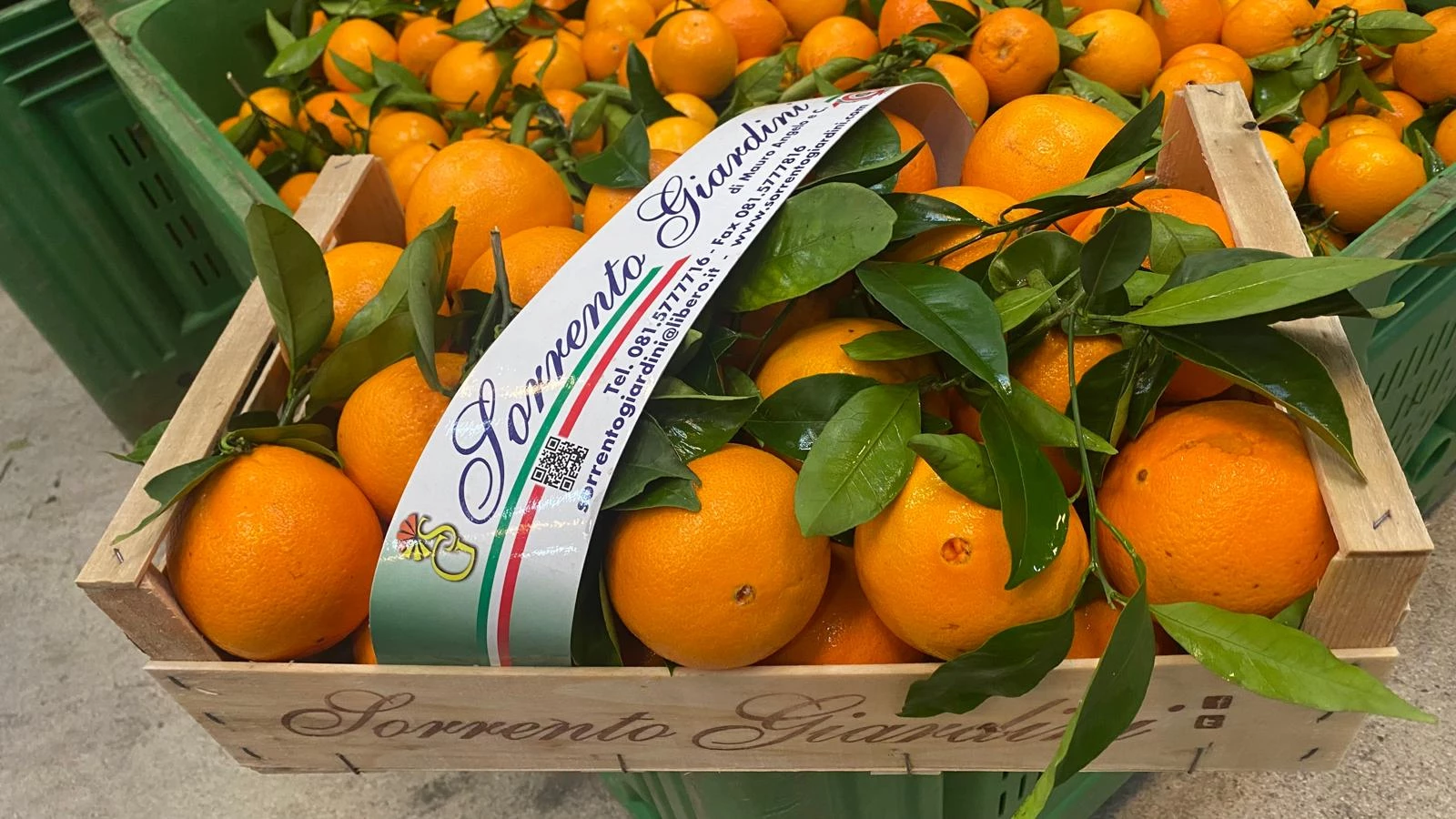 SORRENTO GIARDINI - AZIENDA AGRICOLA PRODUZIONE DI AGRUMI DI QUALIT IN ITALIA