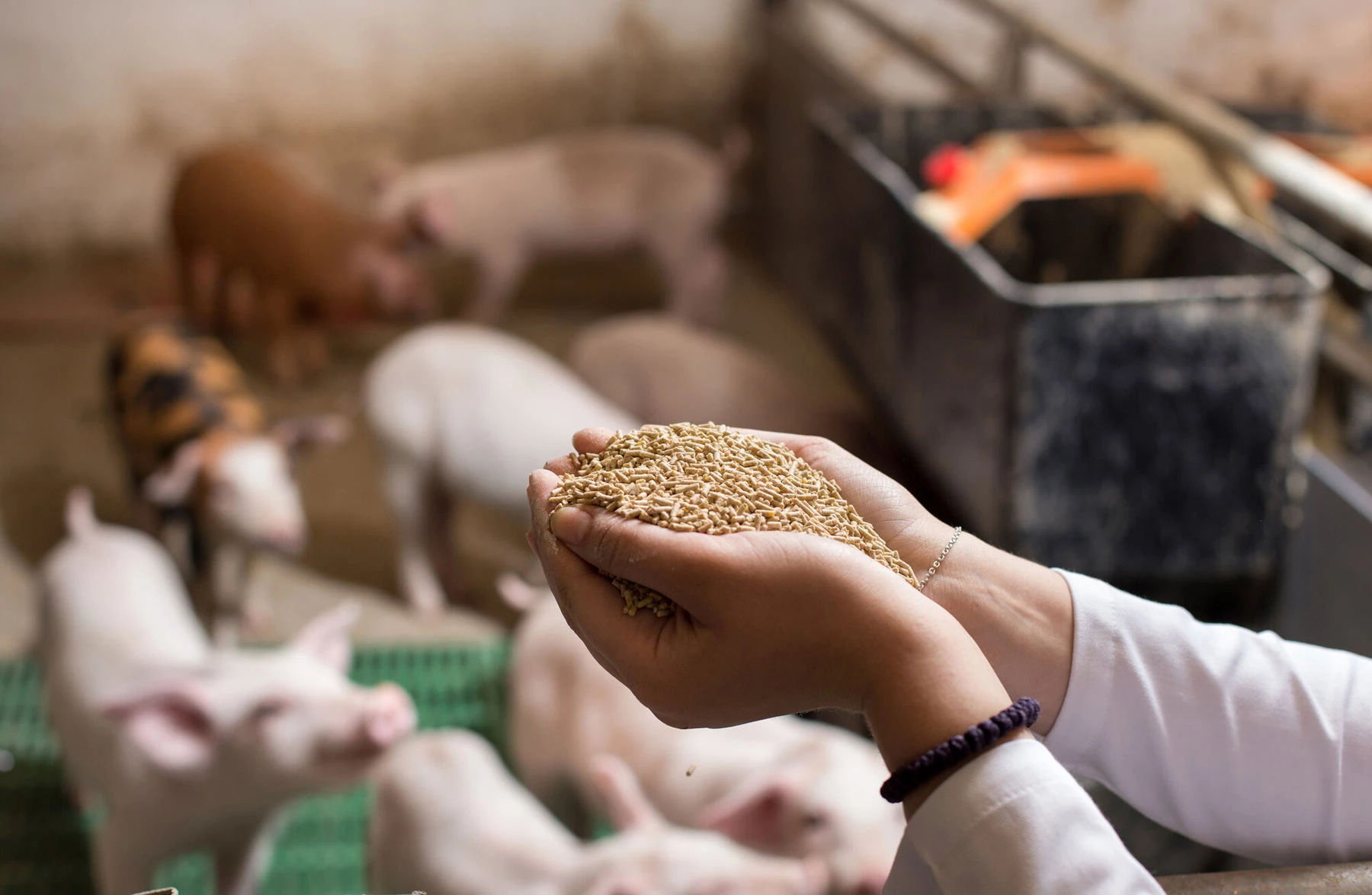 MANGIMI PRIMAVERA - PRODUZIONE MANGIMI E NUCLEI PER VACCHE DA LATTE