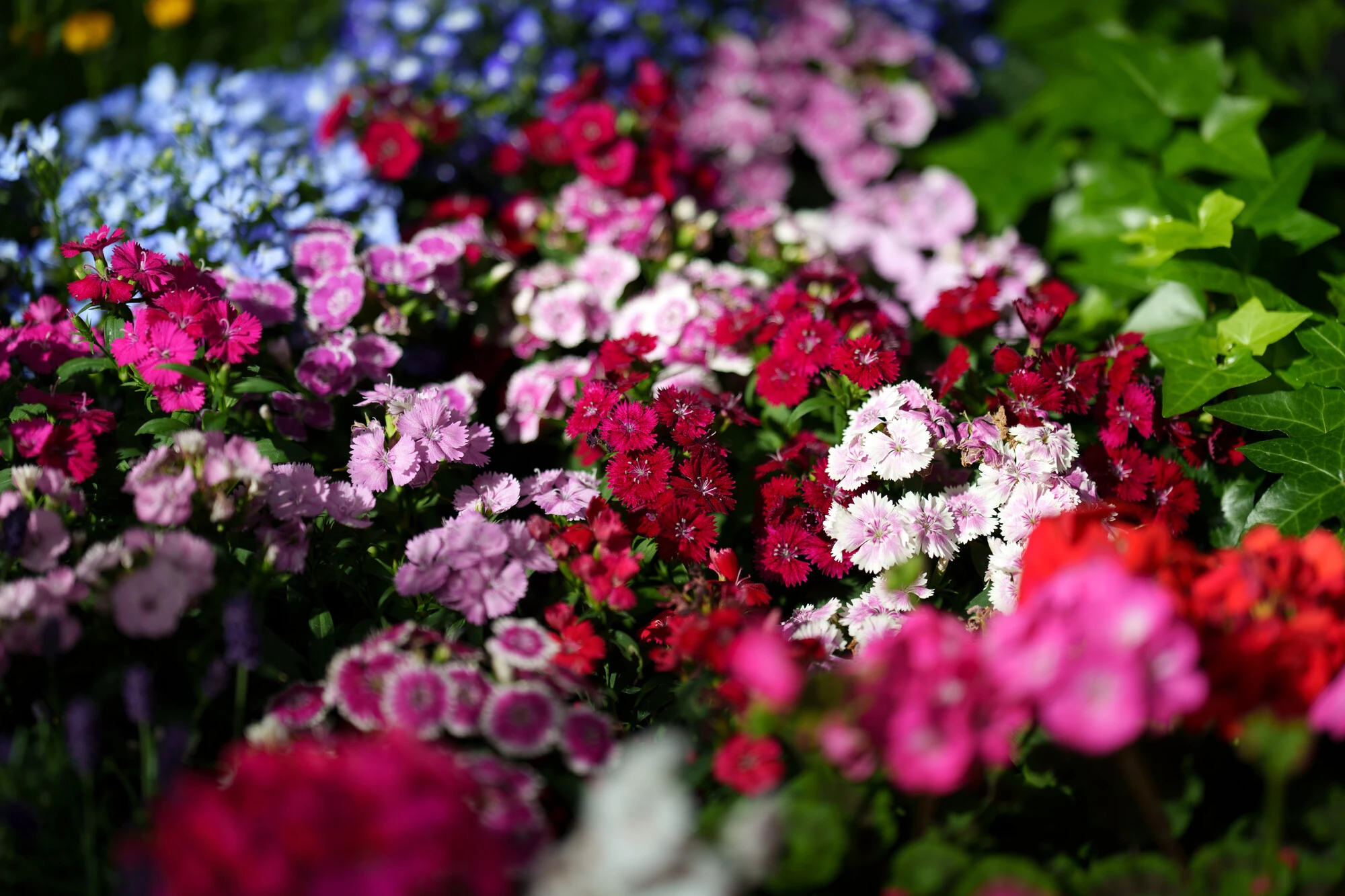 FIORISTA GIULIANA | FIORI E PIANTE PER OGNI RICORRENZA