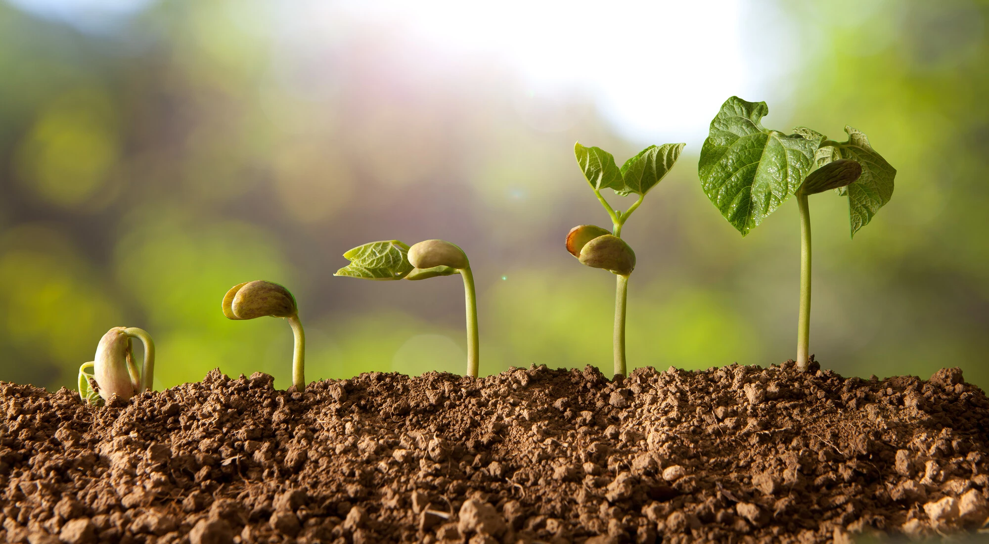 BON CARLO SANTE - ARTICOLI E PRODOTTI PER IL GIARDINAGGIO E L'AGRICOLTURA