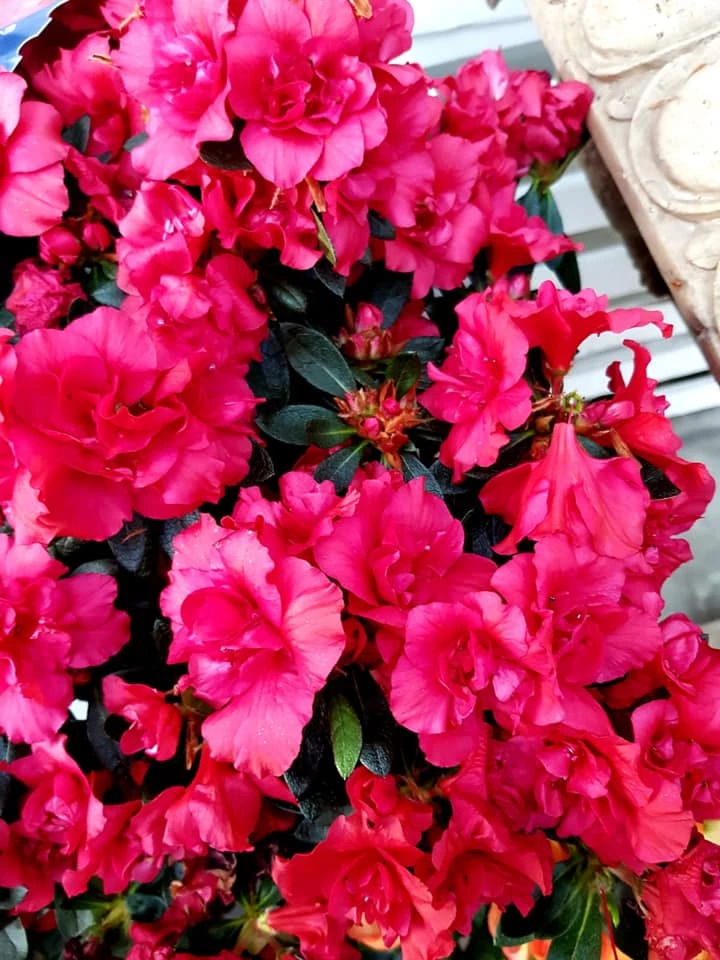 Floricoltura Moretti Progettazione e Manutenzione Giardini Pubblici e Privati Trattamenti Fitosanitari Per Giardino