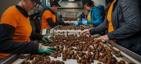 MORETTI FRUTTA | LAVORAZIONE E CONFEZIONAMENTO CASTAGNE E MARRONI ITALIANI DI QUALITA'