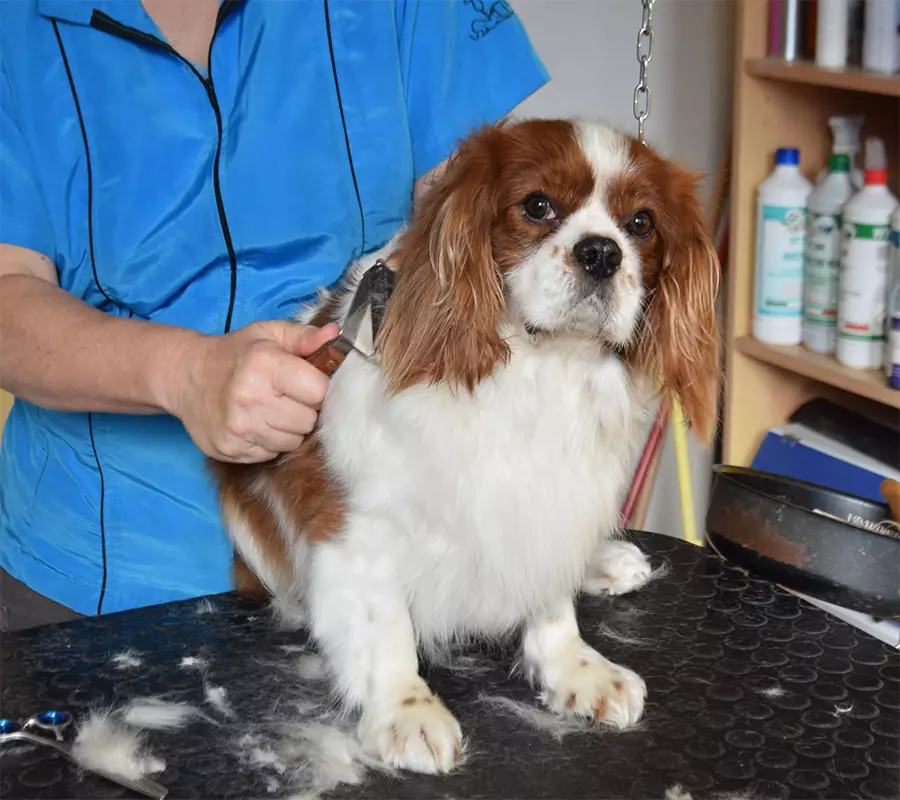 Lavaggio Cani e Gatti Udine. Bagno e asciugatura 