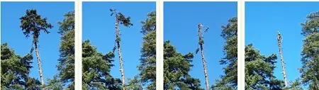 COOPERATIVA L'ALBERO