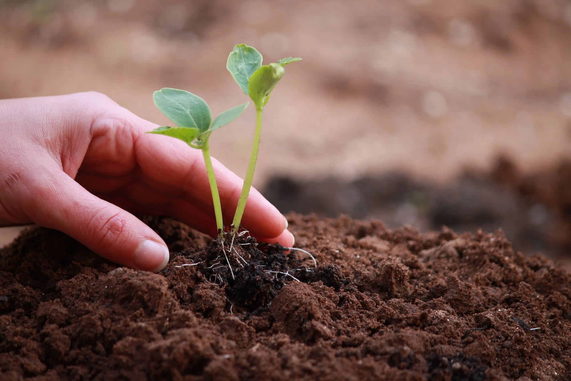 AGRARIA IL GERMOGLIO - NEGOZIO SPECIALIZZATO IN ARTICOLI PER ORTO GIARDINAGGIO E CURA DEGLI ANIMALI - 1