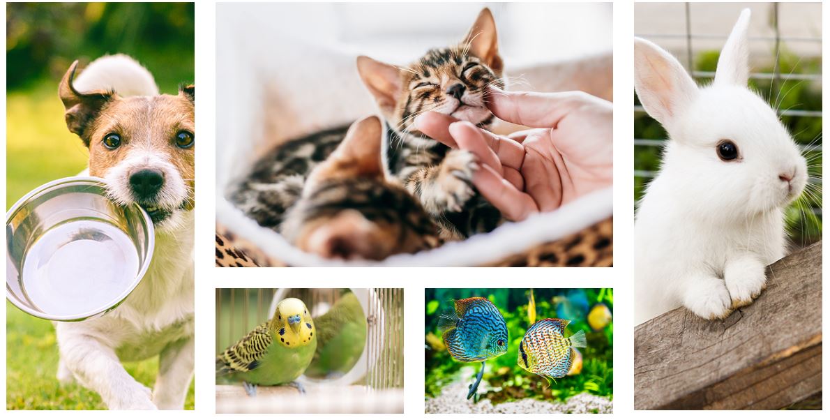 Alla Vecchia Fattoria Vendita Cibo Cani E Gatti e Alimenti Naturali Per Animali - 1