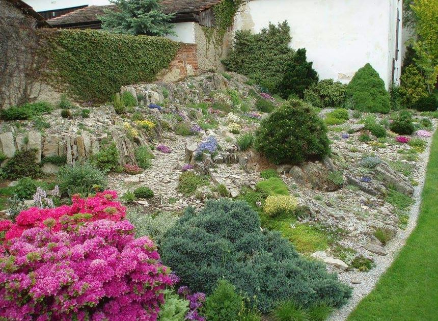 Edera Giardini Potatura Abbattimento e Taglio Alberi Alto Fusto e Da Giardino - 1