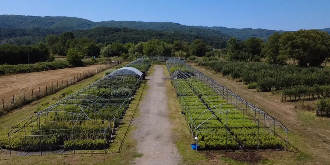 Sila Plants Azienda Florovivaistica Produzione e Vendita Di Piante Forestali e Ornamentali - 1